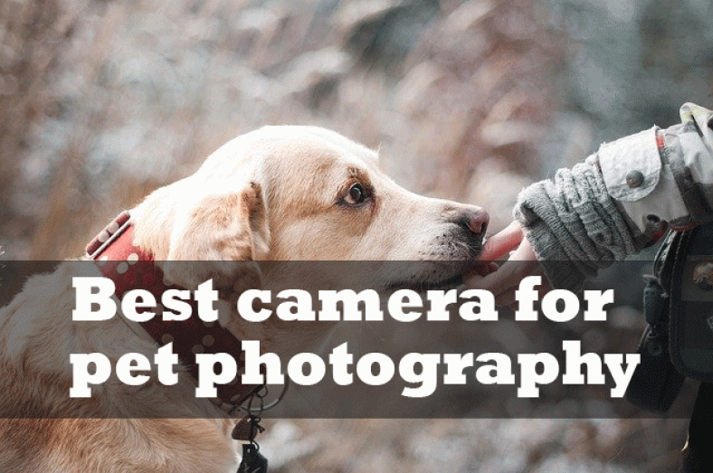 Pet photography